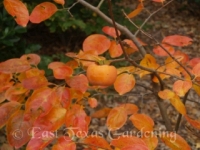 persimmons